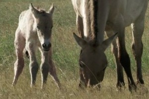 Egy csikó élete - vadlovak a Hortobágyon