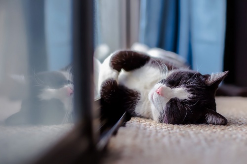 cat-1903024_1280