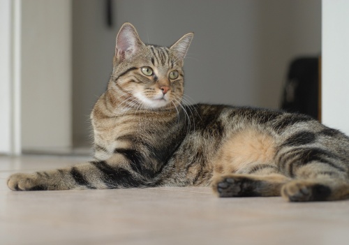 cat-1606607_1280