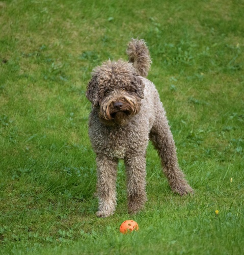 lagotto
