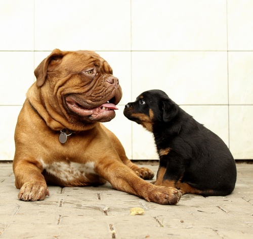 rottweiler-869009_1280