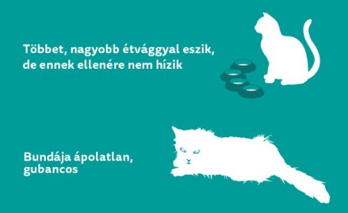 cukorbeteg_tunetek2
