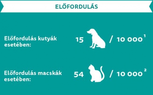 cukorbetegseg_elofordulas
