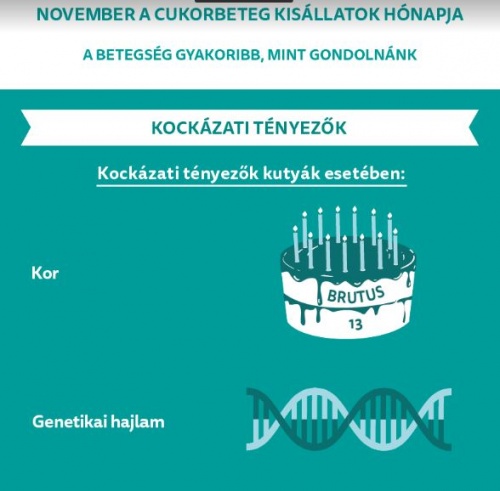 cukorbtegseg_kutya_kockazat