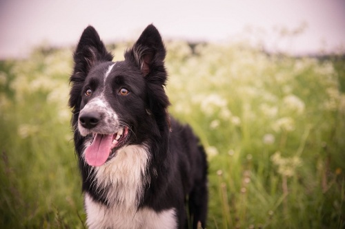 border_collie_kutya