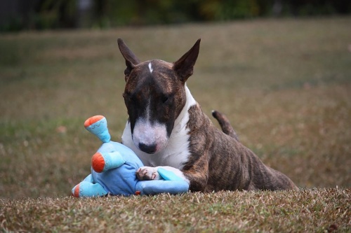 dog-3633957_1280