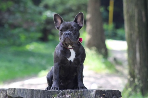 francia_bulldog_kutya