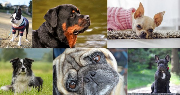 Top 10 kutyafajta: őket keresték a legtöbbet a neten
