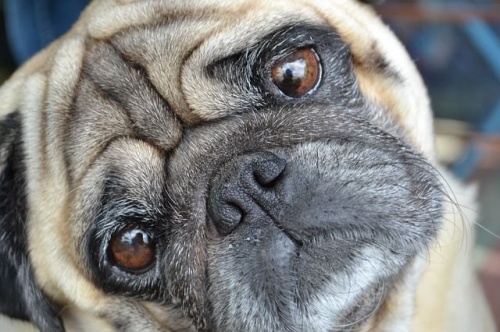 mopsz_kutya