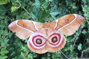 Madagaszkári bikaszemes lepke nevelése otthon