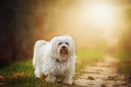dog-1134492_640