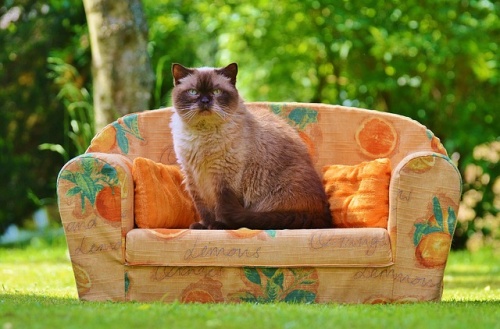 sofa-788537_640