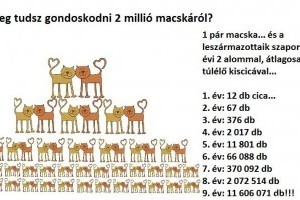 Macska ivartalanítási akciók 2019-ben