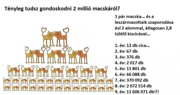 Macska ivartalanítási akciók 2019-ben