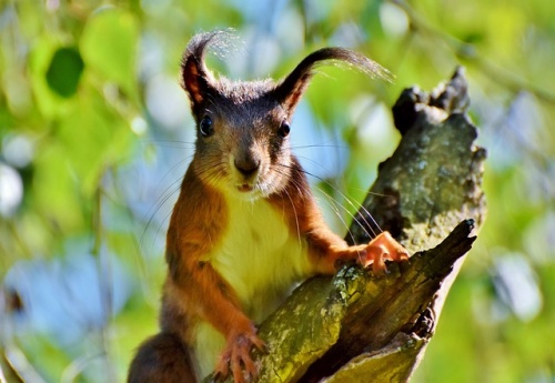 squirrel-3708524_640