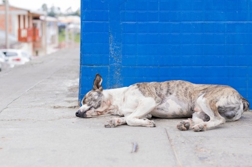 dog-2514708_640