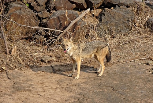 jackal-3111331_640
