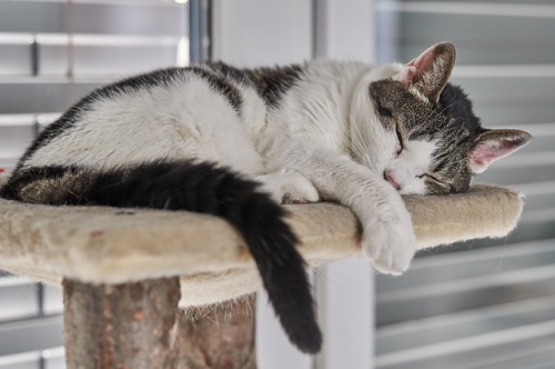 cat-2327899_640