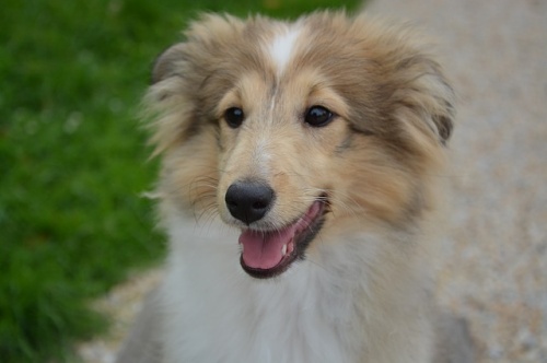 dog-2745146_640