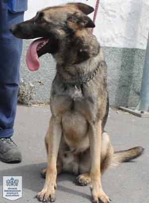 mali