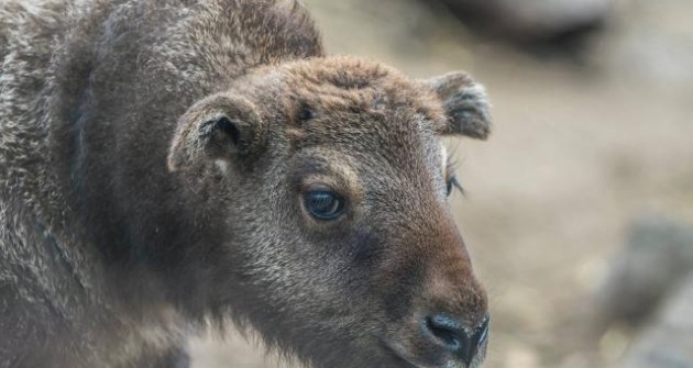 Mishmi takinok születtek a Nyíregyházi Állatparkban