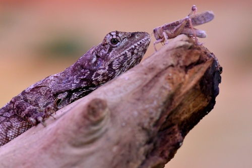 agama