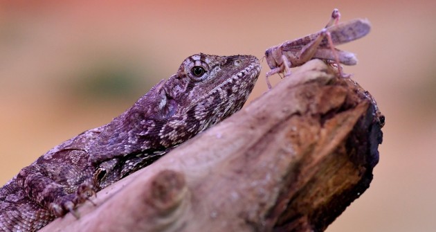 Dinoszauruszok világát idéző ritka agáma a debreceni állatkert új jövevénye