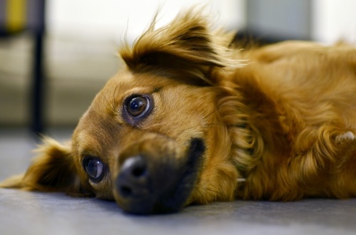 dog-3162467_640