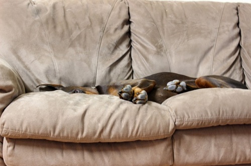 doberman-739830_640