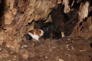 Tengerimalac-mentés Sülysápnál: 16-an megmenekültek a biztos éhhaláltól