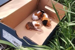 Tengerimalac bébiket dobtak ki cipősdobozban