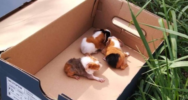 Tengerimalac bébiket dobtak ki cipősdobozban