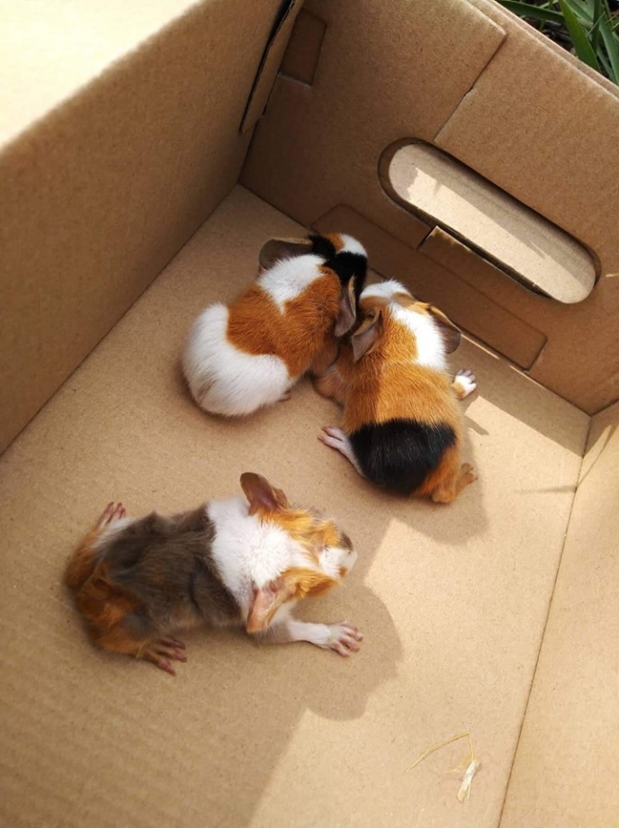 tengerimalacok_ciposdobozban2