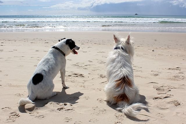 kutya_strand_szabalyok
