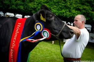 Göndör az ország legszebb tehene