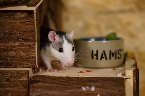 rat-1759488_1280