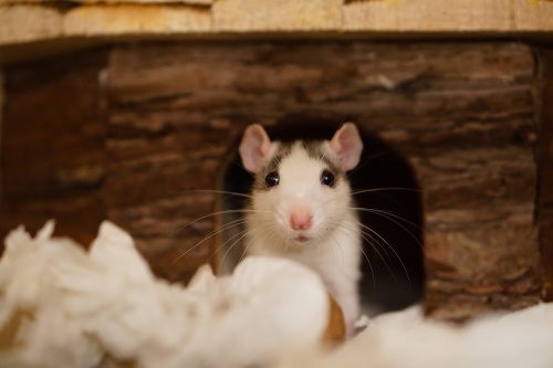 rat-1759492_1280