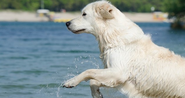 Jövőre már Keszthelyen is strandolhatnak a kutyák