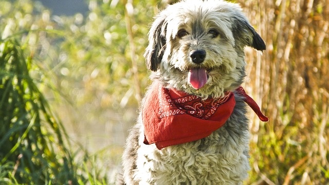 dog-78657_640_01