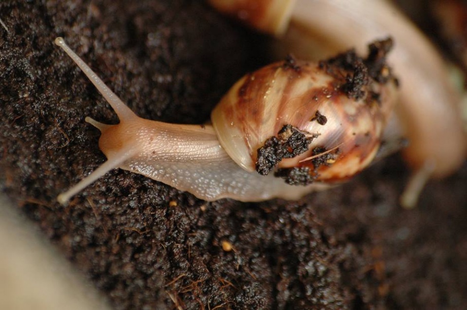 oriascsiga
