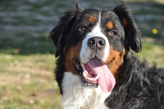 bernese-mountain-dog-1205918_640