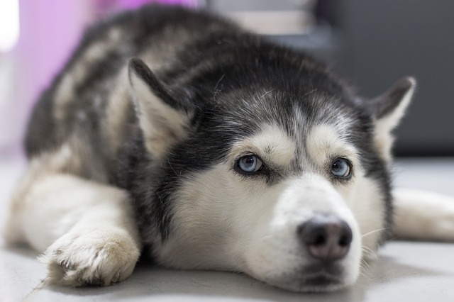 dog-3139757_640