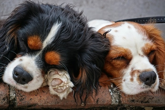 dogs-3178739_640