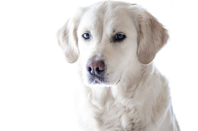 pet-photography-1551698_640
