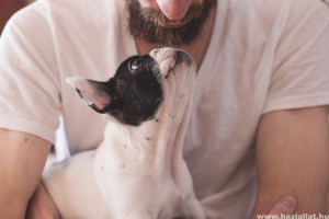 A bécsi kutyatartóknak kötelező lesz egy tanfolyamon részt venni
