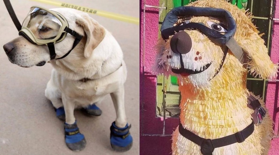 frida_kutya_pinata