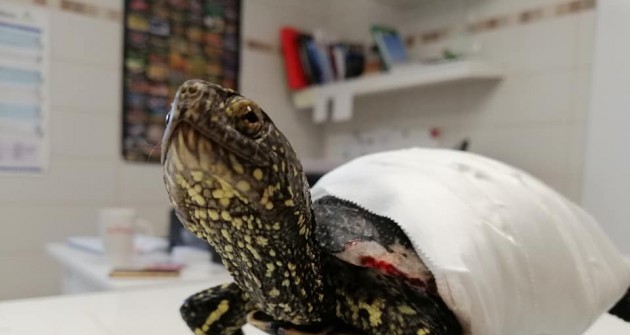 Kutyatámadás áldozata lett egy mocsári teknős, majd 8 tojás rakott