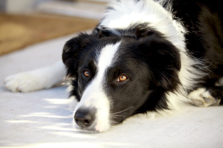 black-and-white-puppy-dog-animal-cute-male-692239-pxhere.com