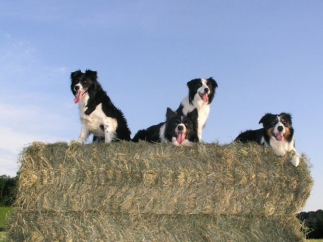 border-collie-337451_640