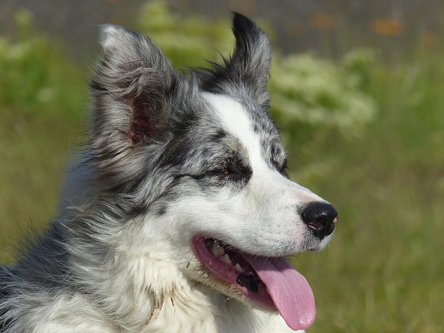 dog-2465181_640